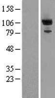 PDE2A Human Over-expression Lysates NM_002599