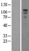 ls005139 pde3a human over expression lysates nm 000921 wb testing 1