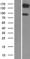 ls005140 pde3b human over expression lysates nm 000922 wb testing 1