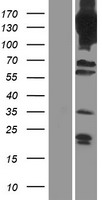 ls005141 pde4a human over expression lysates nm 001111307 wb testing 1