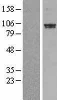 ls005145 pde6 alpha pde6a human over expression lysates nm 000440 wb testing 1