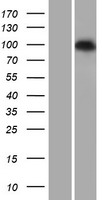 PDE6C Human Over-expression Lysates NM_006204