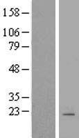 ls005148 pde6 gamma pde6g human over expression lysates nm 002602 wb testing 1