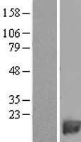 ls005149 pde6h human over expression lysates nm 006205 wb testing 1