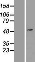 ls005150 pde7a human over expression lysates nm 002604 wb testing 2