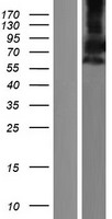 ls005152 pde9a human over expression lysates nm 001001574 wb testing 4