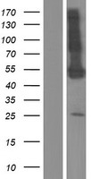 ls005152 pde9a human over expression lysates nm 001001575 wb testing 5