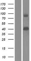 ls005152 pde9a human over expression lysates nm 001001576 wb testing 10