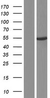 ls005152 pde9a human over expression lysates nm 001001577 wb testing 11