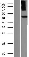 ls005152 pde9a human over expression lysates nm 001001578 wb testing 6