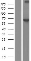 ls005152 pde9a human over expression lysates nm 001001582 wb testing 7