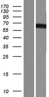 ls005152 pde9a human over expression lysates nm 001001583 wb testing 8