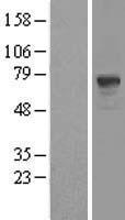 ls005152 pde9a human over expression lysates nm 002606 wb testing 1