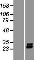 ls005154 pdgf aa pdgfa human over expression lysates nm 002607 wb testing 1