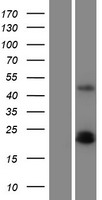 ls005154 pdgf aa pdgfa human over expression lysates nm 033023 wb testing 2
