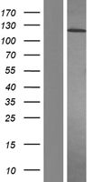 ls005156 pdgf receptor alpha pdgfra human over expression lysates nm 006206 wb testing 1
