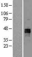 ls005160 pdha1 human over expression lysates nm 000284 wb testing 4