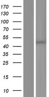 ls005160 pdha1 human over expression lysates nm 001173454 wb testing 1