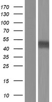 ls005160 pdha1 human over expression lysates nm 001173456 wb testing 3