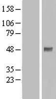 PDPK1 Human Over-expression Lysates NM_031268