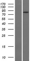 ls005172 slc26a4 human over expression lysates nm 000441 wb testing 1