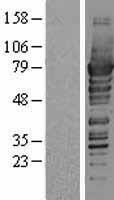 PDZK1 Human Over-expression Lysates NM_002614