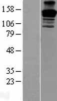 ls005178 peg3 human over expression lysates nm 001146186 wb testing 3