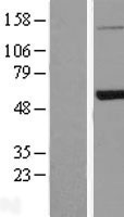 ls005184 pepd human over expression lysates nm 000285 wb testing 1