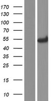ls005184 pepd human over expression lysates nm 001166056 wb testing 2
