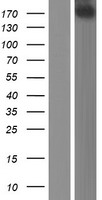 PER1 Human Over-expression Lysates NM_002616