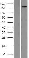 ls005189 pex1 human over expression lysates nm 000466 wb testing 1