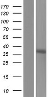 ls005191 pex7 human over expression lysates nm 000288 wb testing 1