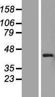 ls005193 pex12 human over expression lysates nm 000286 wb testing 1
