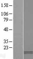 PF4V1 Human Over-expression Lysates NM_002620