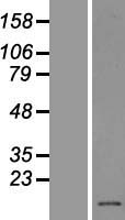 PFDN1 Human Over-expression Lysates NM_002622