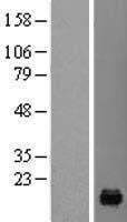 ls005203 pfdn4 human over expression lysates nm 002623 wb testing 1
