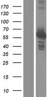 ls005209 pfkfb3 human over expression lysates nm 001145443 wb testing 2