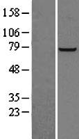 ls005211 pfkl human over expression lysates nm 002626 wb testing 2