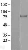ls005213 pfkm human over expression lysates nm 000289 wb testing 1