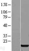 Profilin 1 (PFN1) Human Over-expression Lysates NM_005022