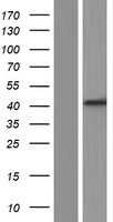 Pepsinogen II (PGC) Human Over-expression Lysates NM_001166424