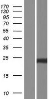 PLGF (PGF) Human Over-expression Lysates NM_002632