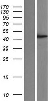 ls005229 pggt1b human over expression lysates nm 005023 wb testing 1