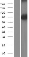 Phosphoglucomutase 5 (PGM5) Human Over-expression Lysates NM_021965