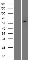 PHF1 Human Over-expression Lysates NM_024165