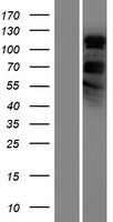 ls005253 phf2 human over expression lysates nm 005392 wb testing 1
