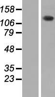 ls005256 phka2 human over expression lysates nm 000292 wb testing 1