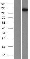 ls005257 phosphorylase b phkb human over expression lysates nm 001031835 wb testing 2