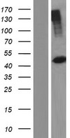 ls005261 phkg2 human over expression lysates nm 001172432 wb testing 1