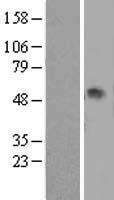 ls005265 alpha 1 antitrypsin serpina1 human over expression lysates nm 001127701 wb testing 4